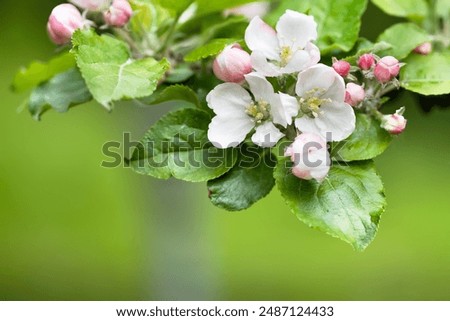 Similar – Image, Stock Photo Apple blossoms in beautiful light