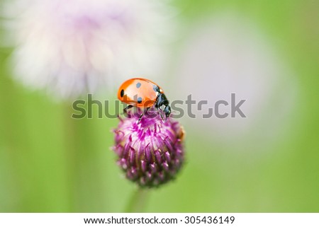 Green nature ecological concept. Small red ladybug. Lady bird on a top blue, violet flower. Centaurea jacea, basketflowers. Soft and blurry garden background. Copy space. Macro photo.