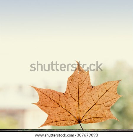 Fall, autumn concept. Dry golden maple leaf against window. Close up. Leaf detail, textured and silhouette. Soft focus. copy space. toned photo, retro colors effect