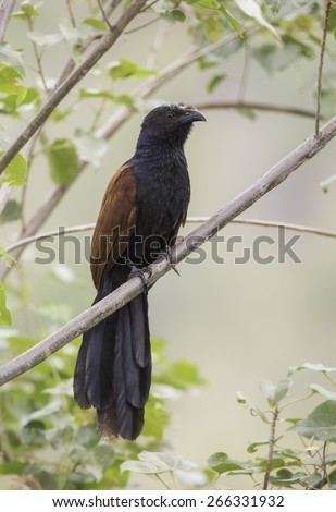 Greater Coucal (Centropus sinensis) - This common bird of asia, photographed perched on a branch, belongs to the cuckoo family.