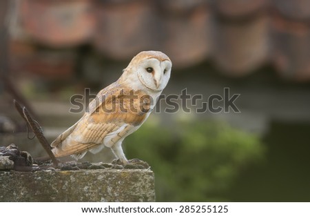 Wild barn owl (Tyto alba) perched on concrete plinth beside old farm building in rural Norfolk, UK.