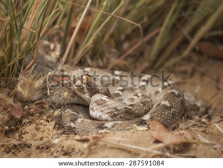 Sind saw-scaled viper (Echis carinatus) - a small but potent snake sits beside some desert grass tasting the air with its tongue and waiting for an unsuspecting prey item to cross its path.
