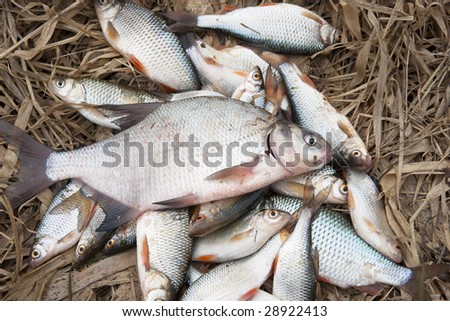 Pile of fish on last year\'s withered grass - good catch, high detail