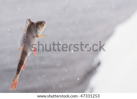 Crazy and funny picture of perch flying away from winter, copy space