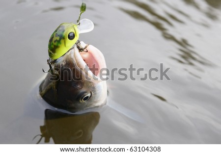 Chub caught on a green hardbait being pulled out of water