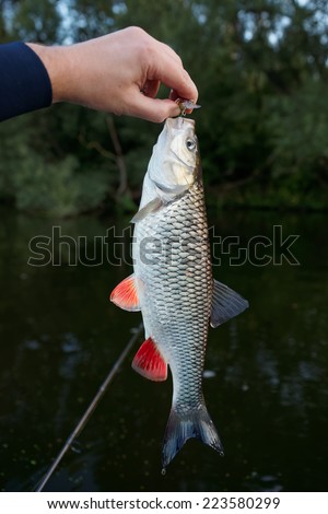 Chub in fisherman\'s hand, caught on a plastic bait