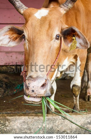 brown thai cow eating grass in its mouth in farm