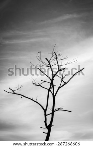 black and white tree with cloud and sky