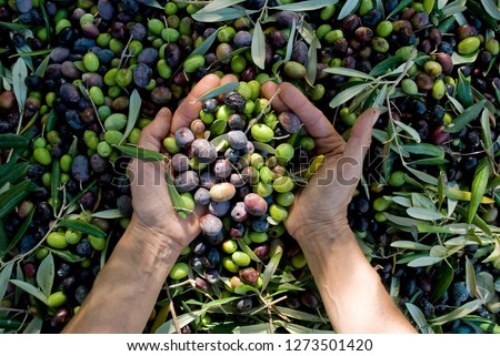 Similar – Image, Stock Photo Olive harvester Harvest