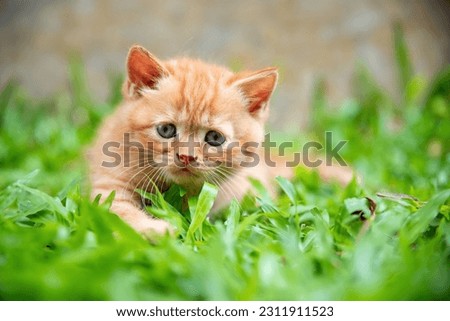 Similar – Image, Stock Photo Perplexed baby staring into the camera