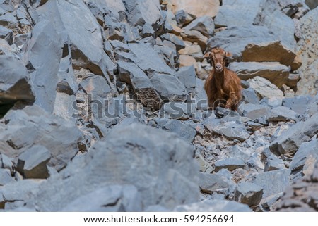 Similar – Image, Stock Photo Watch sheep approaching