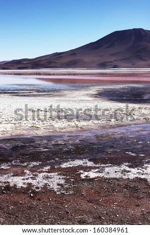 Salt lagoon in a desert/ Lagoon with flamingos/Flamingos in red water/Uyuni salar flat near Potosi