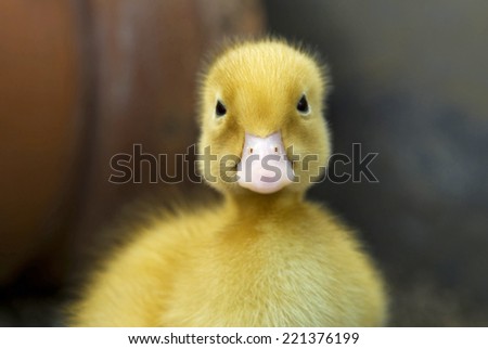 Little yellow duck - close up