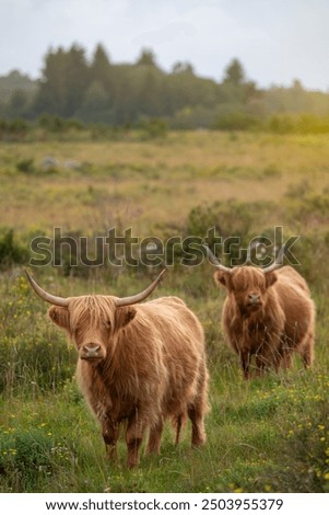 Similar – Foto Bild zwei neugierige Rinder stehen auf einer Wiese vor einer Windkraftanlage