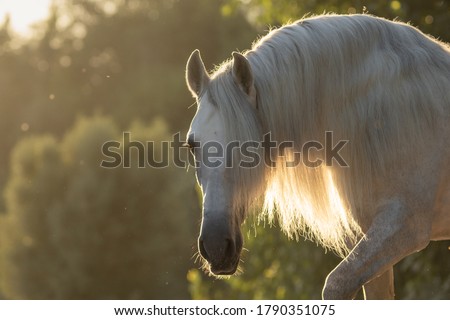 Similar – Image, Stock Photo horses in the sunset