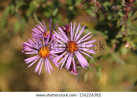 Purple wild flowers. New England Aster Purple autumn wild flower New England Aster (Symphyotrichum novae-angliae)