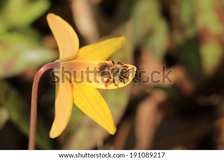 Yellow Trout Lily (Erythronium americanum) Adder’s Tongue or Yellow dogtooth violet is a herbaceous flowering plant in the family Liliaceae. They grow in colonies that can be up to 300 years old.