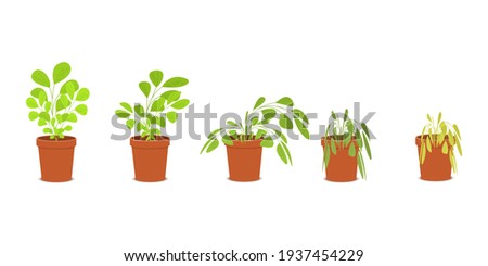 Phases of plant withering. Blossom and wilt flowers in the pots. Houseplant dying without care and watering. Vector flat cartoon illustration.