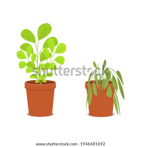 Plant withering. Blossom and wilt flowers in the pots. Houseplant dying without care and watering. Vector flat cartoon illustration.