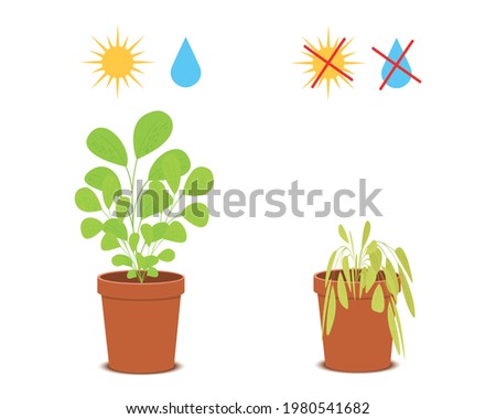 Potted blossom plant with watering and sunlight symbols vs wilted flower without care. Houseplant growing and dying. Vector flat illustration.