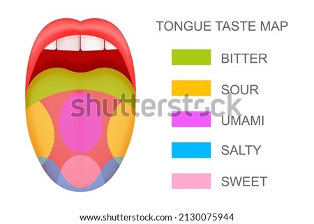 Tongue with taste receptors map sticking out from open mouth. Five flavor zones. Pseudoscientific theory of human taste buds. Vector cartoon illustration.