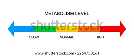 Metabolism meter horizontal scale. Metabolic levels from slow to high. Colorful chart with opposite arrows to determine how quickly body converts food and drink into energy. Vector flat illustration