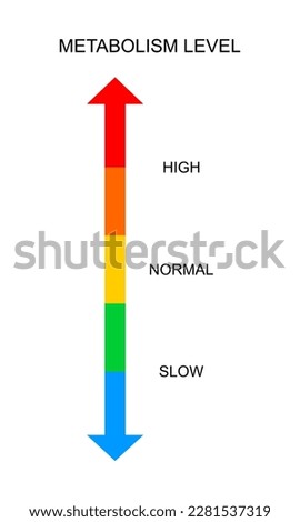 Metabolism vertical scale with top and bottom arrows. Colorful chart of rate which body converts foods and drinks into energy. Metabolic levels from slow to high. Vector flat illustration