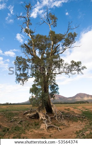 Old river red gum tree, (Eucalyptus camaldulensis), Flinders Ranges, Australia