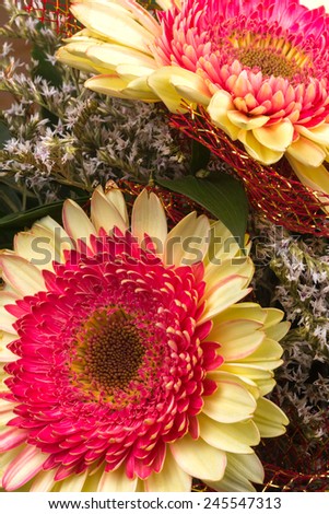multicolored gerbera flowers in a composition fills the frame