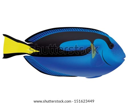 Pacific Blue Tang 