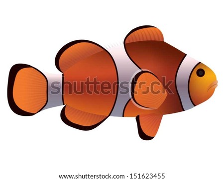 False Percula Clownfish 