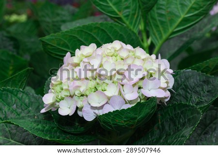 white Hydrangea flower (Hydrangea macrophylla) in a garden