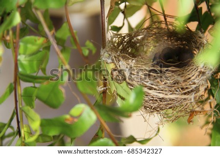 Nest, birds, farm, Merces, Minas Gerais, Brazil.
 Foto stock © 