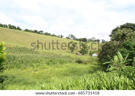 Plantation, plucking, Cassava, farm, Merces, Minas Gerais, Brazil,
 Foto stock © 