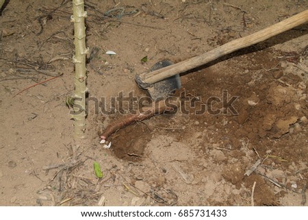 Plantation, plucking, Cassava, farm, Merces, Minas Gerais, Brazil,
 Foto stock © 