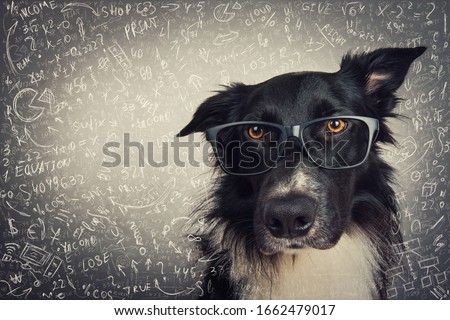Close up portrait of thoughtful dog wearing glasses. Purebred Border Collie nerd over grey background solving hard mathematics calculation and equations. Back to school, animal intelligence concept. Foto stock © 