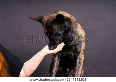 Similar – Image, Stock Photo White shepherd dog gets petted