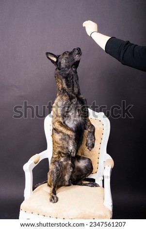 Similar – Image, Stock Photo White shepherd dog gets petted