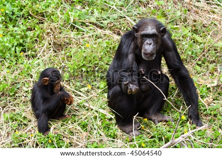Mother and young chimpanzee are begging some feed.