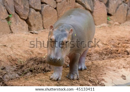 Image of a young hippopotamus is in a zoo.