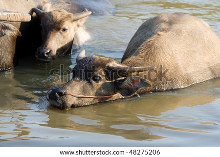 Buffalos are cooling off in the water.