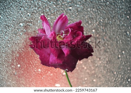 Similar – Image, Stock Photo rose thorn and waterdrop living together for a while