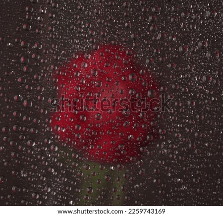 Similar – Image, Stock Photo rose thorn and waterdrop living together for a while