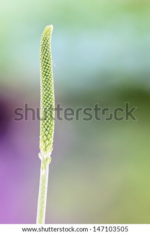 Vertical green plant and sharp abstract