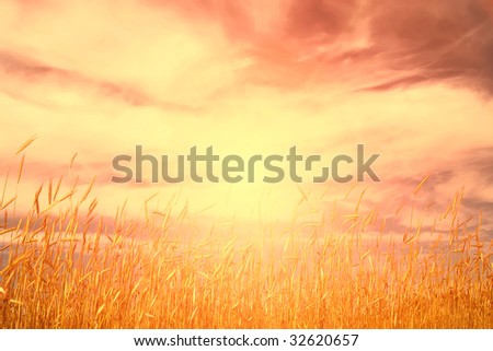 gold wheat and  sky with sun