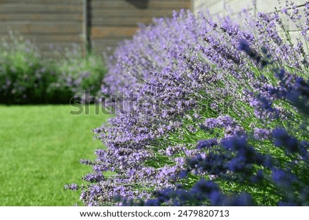 Image, Stock Photo #A# Lavender in garden II