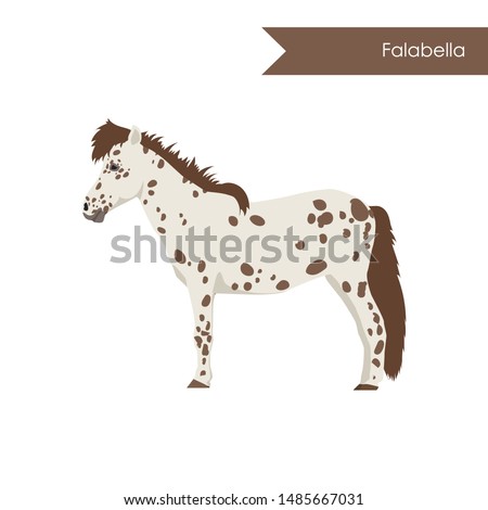 vector cartoon flat illustration of breed of horse falabella