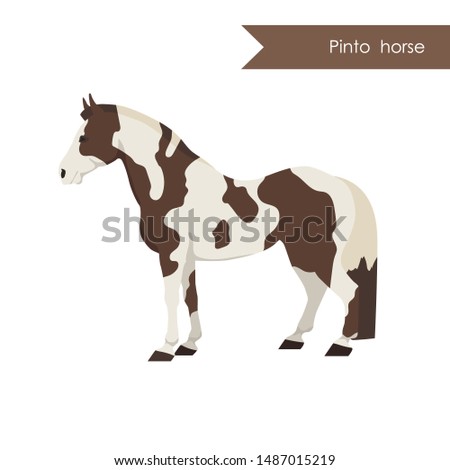 vector cartoon flat illustration of breed of pinto horse