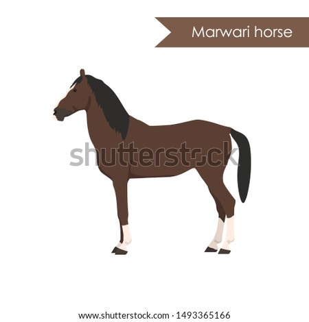 vector cartoon flat illustration of breed of horse marwari horse