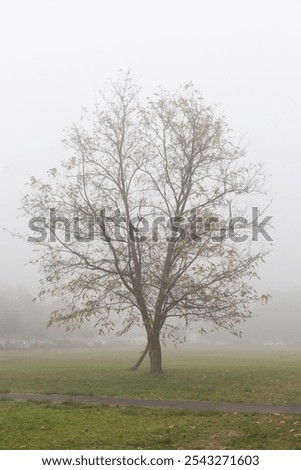 Similar – Foto Bild nebeliger Novembermorgen am Wandrand mit Sonnenstrahlen